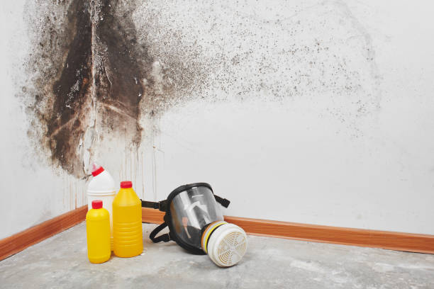 Best Same-Day Mold Removal  in Bonny Doon, CA