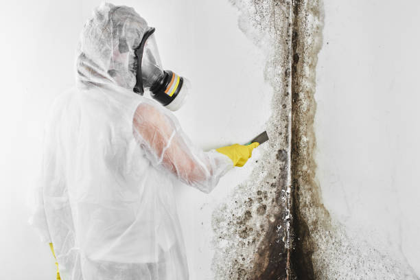 Best Mold Testing  in Bonny Doon, CA