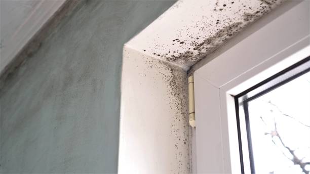 Best Mold Damage Repair  in Bonny Doon, CA