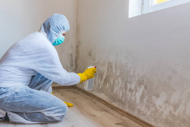 Best Toxic Mold Removal  in Bonny Doon, CA