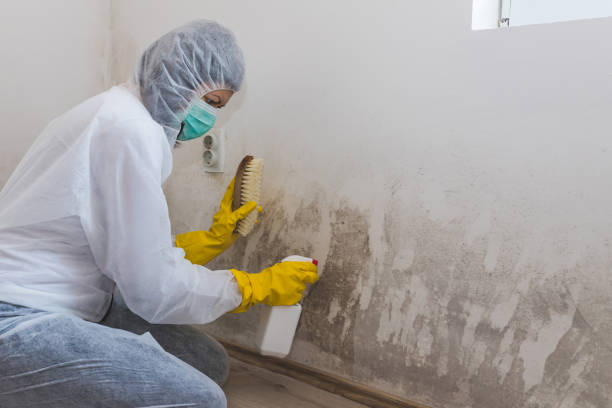 Best Mold Damage Repair  in Bonny Doon, CA