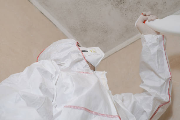 Trusted Bonny Doon, CA Mold Removal Experts