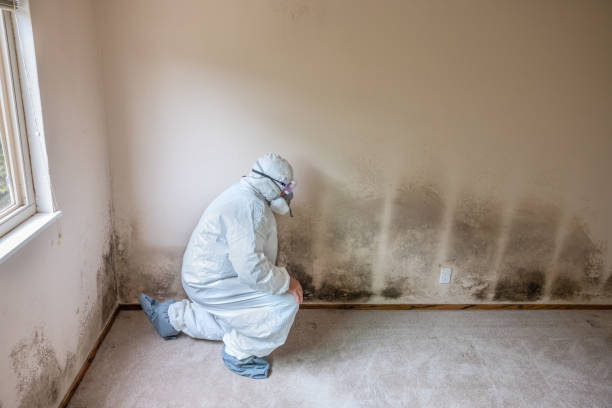 Best Best Mold Removal Companies  in Bonny Doon, CA