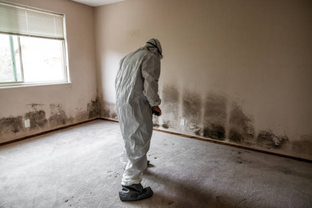 Best Certified Mold Removal  in Bonny Doon, CA