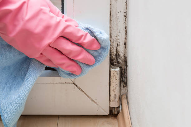 Best Best Mold Removal Companies  in Bonny Doon, CA