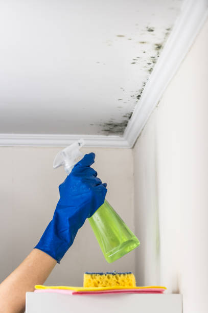 Best Certified Mold Removal  in Bonny Doon, CA